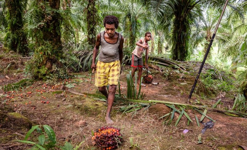 fff a korindopalmplantationforbbc albertusvembrianto